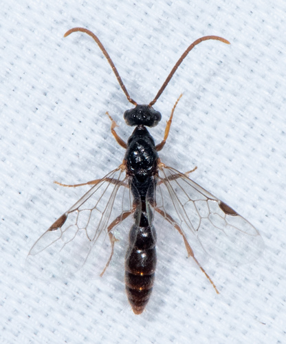 Eastern Dracula Ant photo 4