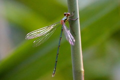 Chalcolestes viridis