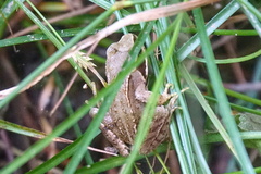 Rana temporaria