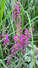 Lythrum salicaria
