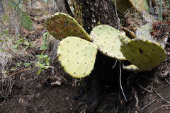 Opuntia chisosensis