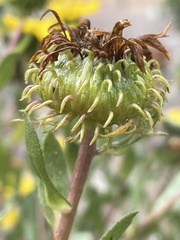 Grindelia stricta platyphylla