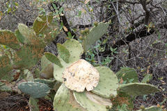 Opuntia chisosensis