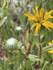 Grindelia stricta platyphylla