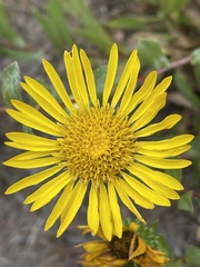 Grindelia stricta platyphylla