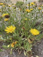 Grindelia stricta platyphylla