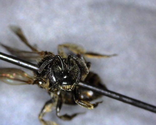 iNaturalist observation photo of Evylaeus