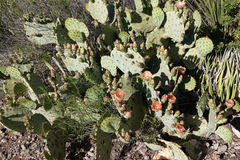Opuntia chisosensis