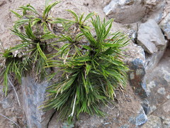 Aciphylla monroi