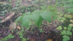 Polygonatum pubescens