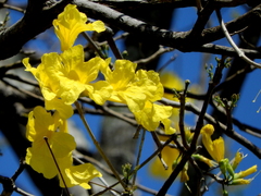 Handroanthus
