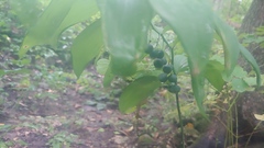 Polygonatum pubescens