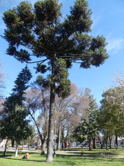 Araucaria angustifolia