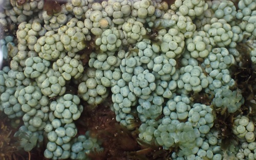 Caulerpa racemosa observed 2021-08-11