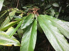 Alpinia arctiflora
