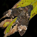 Coelonia fulvinotata - Photo (c) Frank Vassen, algunos derechos reservados (CC BY)
