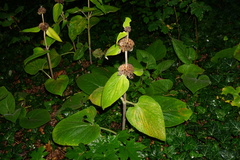 Phlomideae
