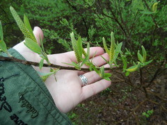 Salix caroliniana