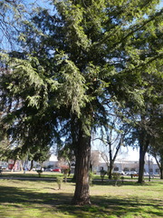 Sequoia sempervirens