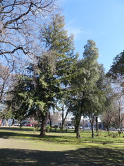 Sequoia sempervirens
