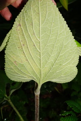 Phlomideae