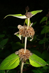 Phlomideae