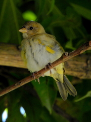 Sicalis columbiana