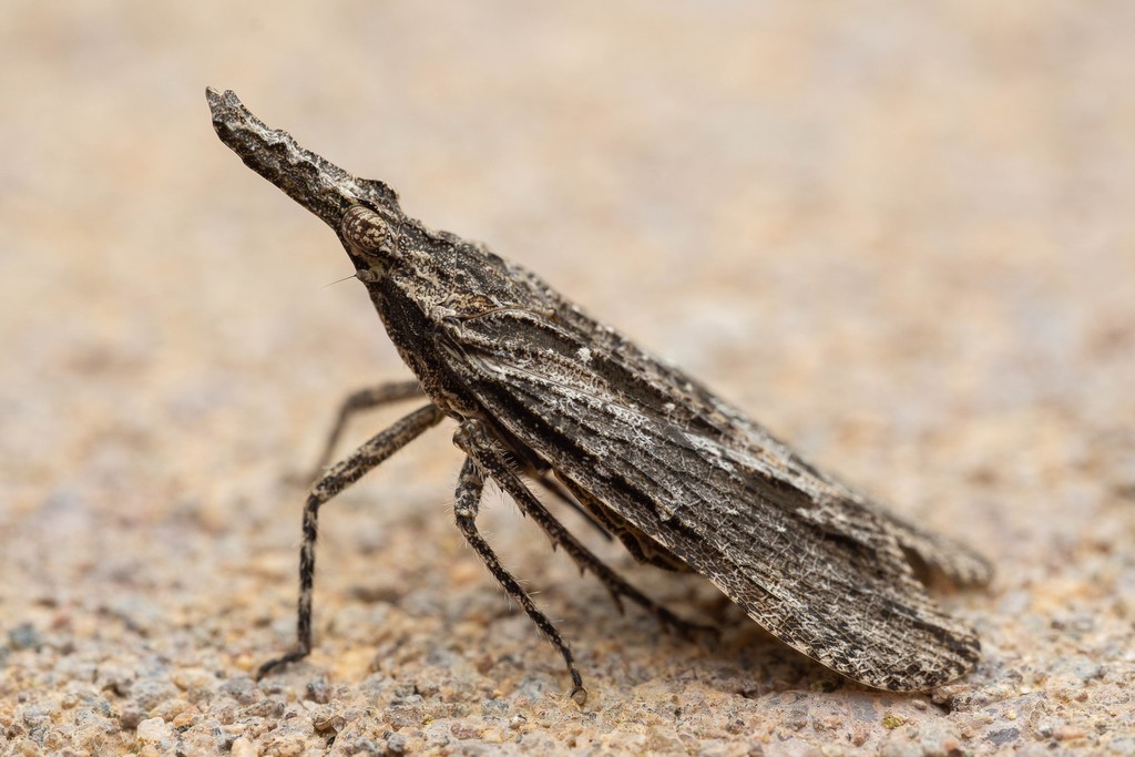 Scolopsella reticulata