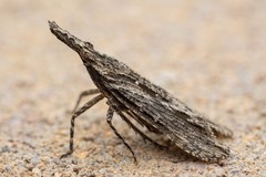 Scolopsella reticulata