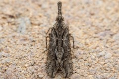 Scolopsella reticulata