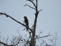 Primolius auricollis