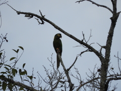 Primolius auricollis