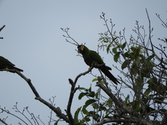 Primolius auricollis