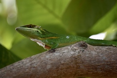 Anolis smallwoodi