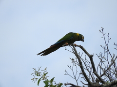 Primolius auricollis