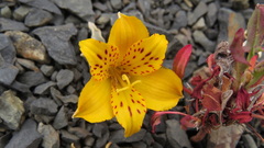 Alstroemeria patagonica