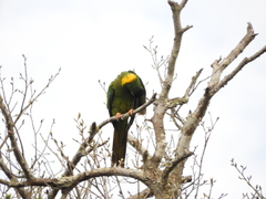 Primolius auricollis