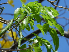Handroanthus
