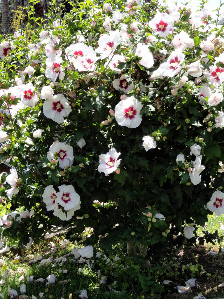 Rose of Sharon (Invasive Exotic Plants of North Carolina) · iNaturalist