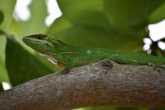 Anolis smallwoodi