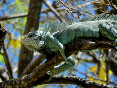 Iguana iguana