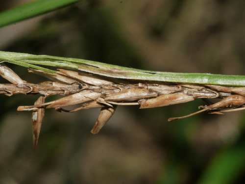 Carex uncinata