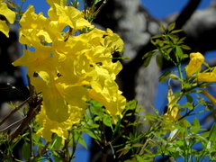 Handroanthus