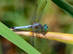 Pachydiplax longipennis