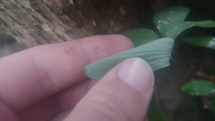 Polygonatum pubescens