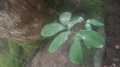 Polygonatum pubescens