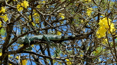 Iguana iguana