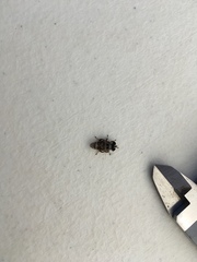 Copestylum tamaulipanum