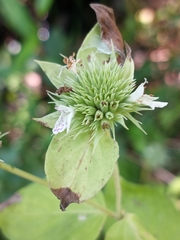 Pycnanthemum setosum