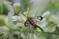 Synanthedon acerrubri